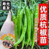 原起点辣椒苗朝天椒秧苗杭椒螺丝椒线椒牛角尖二荆条四季阳台蔬菜苗种子 【1棵装】杭椒苗