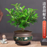 京云梦清香木盆栽防蚊虫驱蚊草桌面清香胡椒木绿植紫砂古绿金盆源头直发
