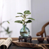 佰花锦水培植物室内花卉绿植盆栽办公室四季常青好养活桌面盆景懒人首选 水培小玻璃瓶+小盼菩提+圆形底座 整体高度约10-20cm/不同植物高度不同