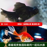 云峰海瑞观赏金鱼 冷水鱼 观赏鱼金鱼 活体鱼 淡水鱼小金鱼活鱼锦鲤鱼 招（cai）财套餐A 共9条