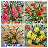 【耐寒】金边吊兰浓香型重瓣大花绿植花卉四季开花盆栽室内好养活 重瓣大花香水味[混色] 热销:【8个球根]+肥+开花爆枝