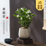 开时果 茉莉花盆栽浓香型 花卉植物桌面绿植好养盆景摆件源头直发包邮 茉莉花+雪梨盆+托盘+木托