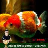 云峰海瑞观赏金鱼 冷水鱼 观赏鱼金鱼 活体鱼 淡水鱼小金鱼活鱼锦鲤鱼 兰寿4-6厘米4条（颜色随机）