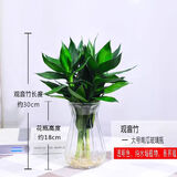 行湘观音竹盆栽水培绿植盆栽花卉 观音竹3支+透明南瓜玻璃瓶 源头直发