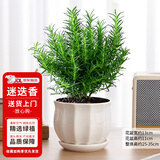 花翁盆栽可食用百里香香草植物香料 大盆迷迭香（莲花瓷盆）源头直发