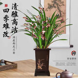 行湘兰花墨兰企黑绿植盆栽 企黑墨兰7-8苗+兰花塑料盆+底托 源头直发