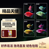 卡奇鱼 斑马鱼 淡水鱼 观赏鱼 小型观赏鱼 热带鱼 蝶翼斑马荧光好养易活 天使虎虎生威（4种颜色各1条）
