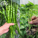 寿禾 辣椒苗各种椒苗寿光菜苗苗子朝天椒树苗带土发货秋冬山东蔬菜苗 线椒苗6棵