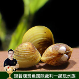 云峰海瑞 观赏螺水族活体缸壁除藻螺鱼缸除藻清淤活化床底 黄金蚬（净水小能手）5只