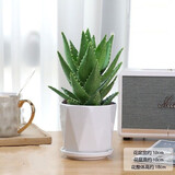 绿荫巷子多肉植物组合套餐肉肉室内植物办公室电脑桌面盆栽好养活小盆栽 【大芦荟】钻形陶盆10cm