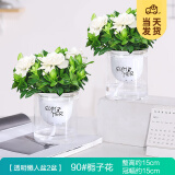 开时果 栀子花盆栽浓香型带花苞发货 阳台花卉好养绿植物源头直发包邮 早安盆2盆【90#带花苞】