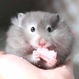 麦叮卡长毛金丝熊活体波利宠物仓鼠活物小仓鼠活体金丝鼠一公一母侏儒鼠 1只眼圈熊【发京东快递】