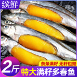 缤鲜 国产 大号多春鱼净重2斤 满籽鱼籽饱满 烧烤鱼类-源头直发