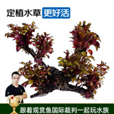 云峰海瑞 水草活体鱼缸造景套餐用品水族箱装饰鱼缸种子沉木活水草 红玫瑰6头沉木
