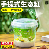 生态瓶diy材料生态鱼缸手提塑料桶生态瓶微景观鱼科学生态瓶观赏 科学生态瓶【不含鱼草】
