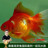 云峰海瑞观赏金鱼 冷水鱼 观赏鱼金鱼 活体鱼 淡水鱼小金鱼活鱼锦鲤鱼 【精品】鎏金7-9cm4条（随机）