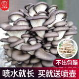 大禹蘑菇种植包玉米平菇芯菌包家庭种植香菇菌菇种子可食用菌种包菌棒 灰平菇/白平菇大菌包各1个约2斤