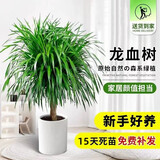 中梦 龙须树 多头龙血树 龙铁树室内客厅盆栽花卉植物办公室盆景 多头龙须树1-1.2米高度 不含盆