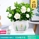 开时果 栀子花盆栽浓香型四季开花卉 阳台花卉好养绿植物源头直发包邮 郁金香瓷盆+底托【150#栀子花】