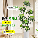 临雅鸭脚木客厅大盆栽室内阳台造型绿植物鸭掌木鹅掌财落地式大型摆件 造型鸭脚木1.8-2米+智能吸水盆