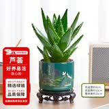花翁芦荟盆栽室内净化空气绿植物办公桌面多肉四季花卉仙人掌源头直发