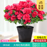 开时果 杜鹃花盆栽带花苞发货 四季开花鲜花卉绿植物盆景源头直发包邮 【带花苞发货】大号红色杜鹃花+原生盆