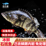 渔传播海南冰鲜三去龙趸石斑鱼 净含量450-500g/条鱼类 源头直发 