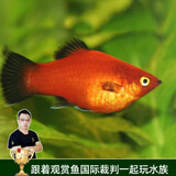 云峰海瑞 小型热带鱼观赏鱼活体红绿灯鱼淡水水族鱼宠物虎(四间鱼)皮鱼 黑尾月光鱼10条