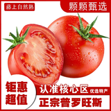 疆域采虹正宗普罗旺斯西红柿现摘新鲜沙瓤水果生吃西红柿沙漠特产自然熟 精选一级4.5斤分享装 净重约4斤