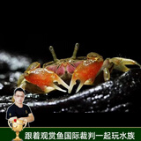 云峰海瑞 观赏蟹活体螃蟹宠物蟹 水族箱水草活体蟹 迷你辣椒蟹10只（包活8只）