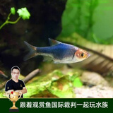 云峰海瑞 热带鱼 观赏鱼灯科鱼 观赏鱼小型淡水鱼草缸群游 热带鱼活体 紫三角灯鱼 8+2备损 共10条