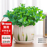 花翁薄荷盆栽可食用水培柠檬薄荷叶好养迷迭香苗植物室内绿植源头直发