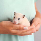 麦叮卡长毛金丝熊活体波利宠物仓鼠活物小仓鼠活体金丝鼠一公一母侏儒鼠 1只米熊【发京东快递】