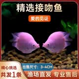 接吻鱼观赏鱼金鱼活鱼亲嘴鱼热带鱼好养活体小型宠物鱼会亲嘴的鱼 【3-4CM】精选接吻鱼 1条