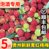 鲜美惊 【泡酒专用】5斤新鲜贵州青红杨梅野生杨梅泡酒专用新鲜采摘现摘 10斤【泡酒专用】