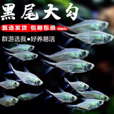 卡奇鱼 斑马鱼 淡水鱼 观赏鱼 小型观赏鱼 热带鱼 蝶翼斑马荧光好养易活 黑尾大勾10条（4-5cm）