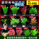 云峰海瑞水草活体懒人草鱼缸造景活体水草套餐鱼缸水草有茎类中后景真水草 新手加强版【百花齐放净水石】40-60cm套餐