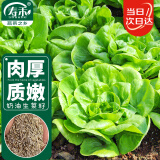 寿禾 奶油生菜种子种苗春季四季蔬菜种籽 潍育青美玉奶油生菜种子10g