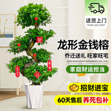 爱优尚金钱榕招财摇钱树盆栽办公室客厅室内大绿植盆景乔迁开业源头直发