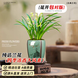劉閣蘭花兰花苗建兰大凤素浓香好养室内阳台花卉盆栽 3苗连体裸根源头直发