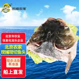 跑山密水农家【冰鲜】密云农家水库胖头鱼鱼头2.2斤活鱼现杀 源头直发