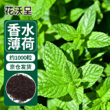 花沃里香水薄荷种子约1000粒盆栽种籽花卉种子四季花种家庭盆栽阳台庭院
