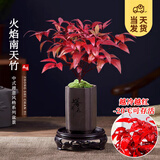 开时果 火焰南天竹桌面植物盆栽 室内冬季耐寒红叶绿植书房禅意创意摆件 【禅意款】上善高筒盆+苔藓+底托