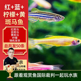 云峰海瑞热带鱼 观赏鱼 观赏鱼小型 斑马鱼 活体 热带鱼活体 小型鱼 活鱼 红+蓝+柠檬+黄斑马（共50条）