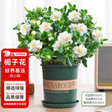 花翁栀子花盆栽四季开花卉大全树苗室内绿植好养易活带花苞源头直发