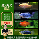 云峰海瑞 观赏鱼活体中小型热带鱼红绿灯鱼淡水水族鱼宠物接吻鱼虎皮鱼 曼龙月光组合（共10条）