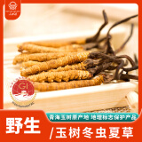 三江源冬虫夏草4根/g 1克4根野生虫草 青海玉树虫草 玉树原产地野生冬虫