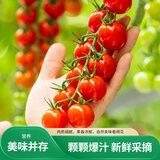 京鲜生 串收樱桃番茄净重2斤 新鲜小番茄西红柿 源头直发