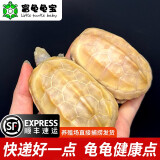 富龟龟宝家养宠物龟金线草龟活体小乌龟长寿龟深水龟金线龟墨龟草龟苗 白玉草龟8-10厘米（2只情侣龟）