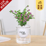开时果 绿植盆栽桌面水培绿植 办公室植物懒人盆景水养植物源头直发包邮 满天星（星星点点）